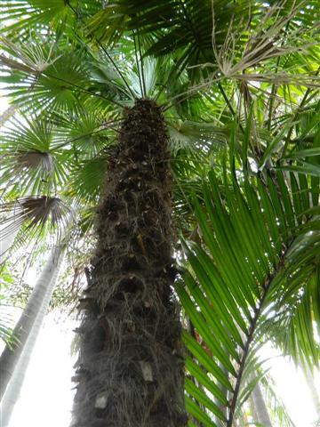 Fan Palm
